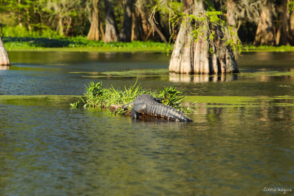 au-c-ur-des-bayous-de-louisiane-itinera-magica