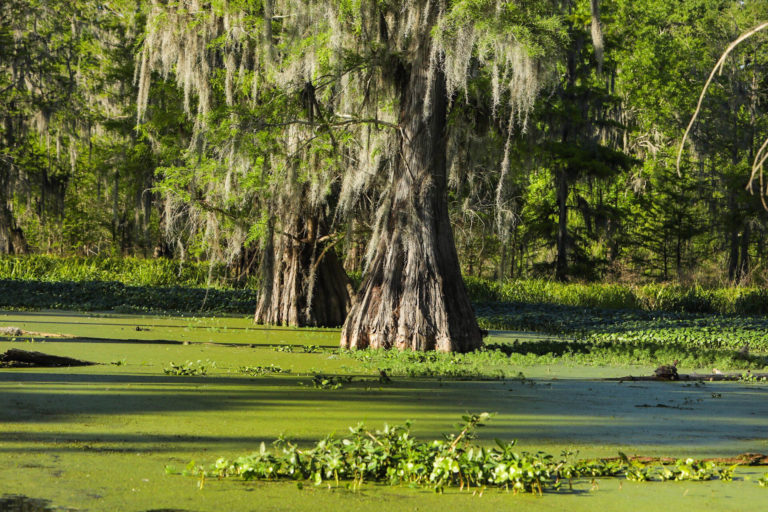 Au C Ur Des Bayous De Louisiane Itinera Magica Com