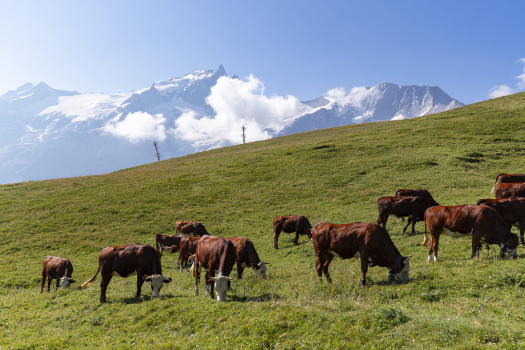 plateau d'Emparis