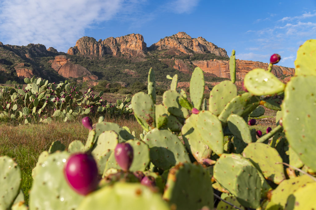 Visiter Roquebrune sur Argens et les Issambres hors saison avec son chien : randonnées, mer et bonnes adresses en automne et hiver sur la Côte d'Azur. 