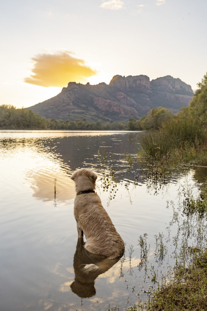 roquebrune sur argens avec mon chien lac aréna