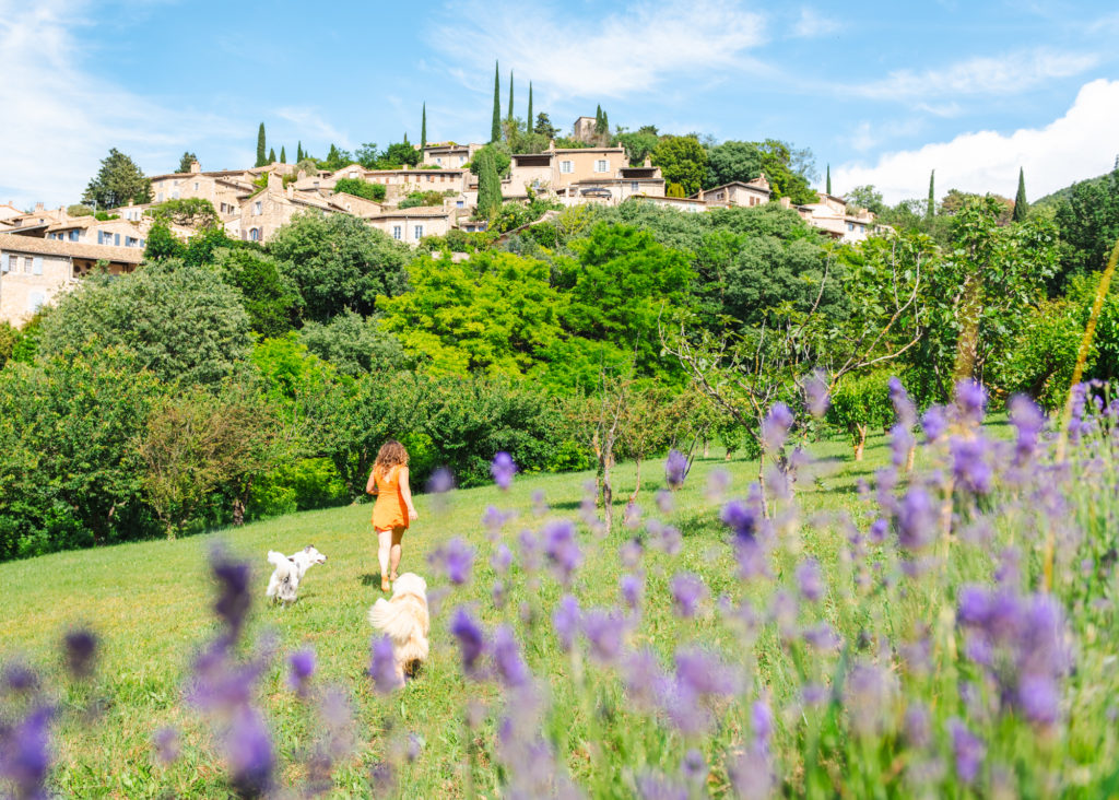 Où voir les lavandes dans la Drôme